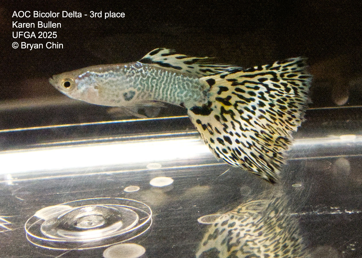 Guppy Bicolor Snakeskin Bar